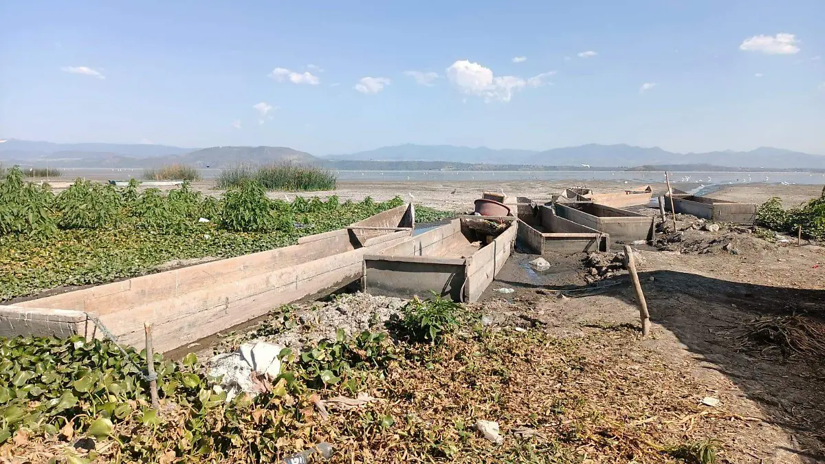 BAJO NIVEL DE AGUA EN EL LAGO DE CUITZEO PONE EN APRIETOS A PESCADORES. FOTO JORGE CARMONA  EL SOL DEL BAJÍO (9)